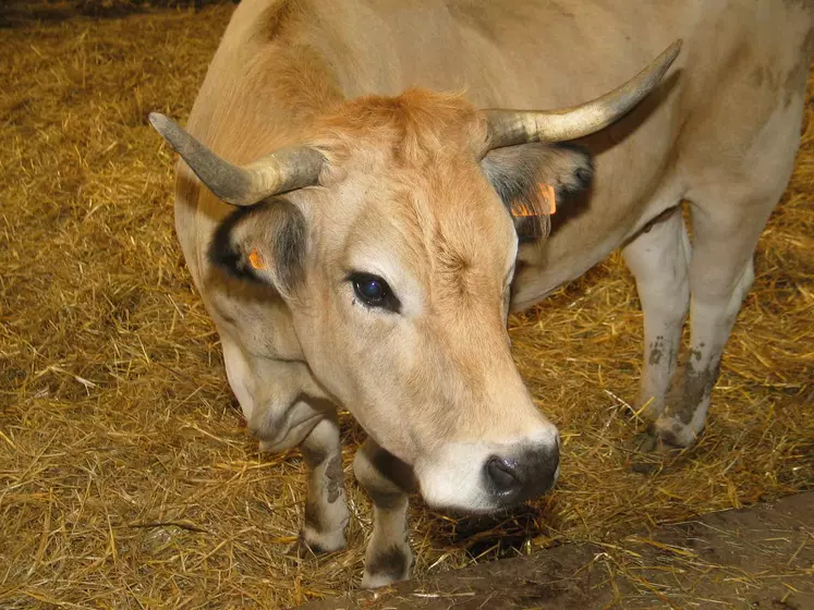 vache aubrac.