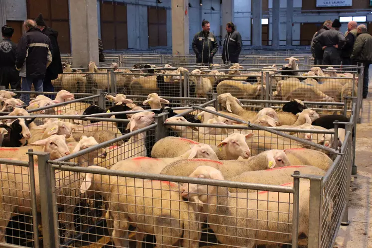 Lot d'agneaux à la vente au marché couvert de Saugues.