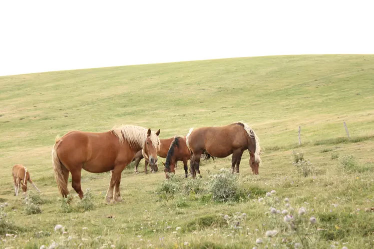 chevaux comtois au pâturage