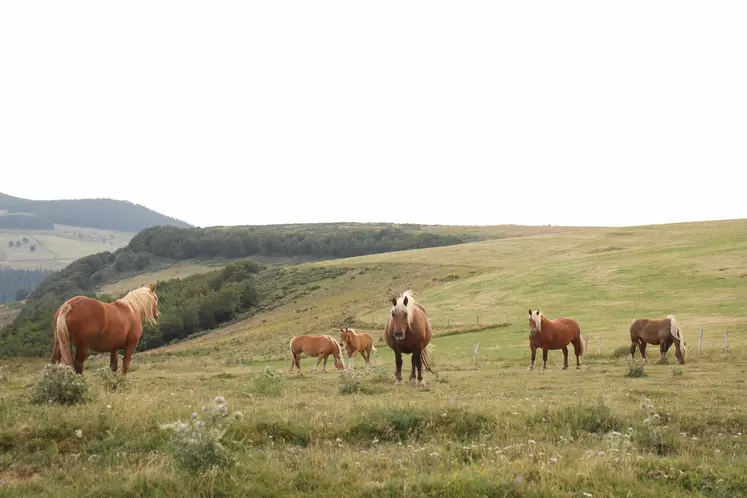 Chevaux Comtois au pré