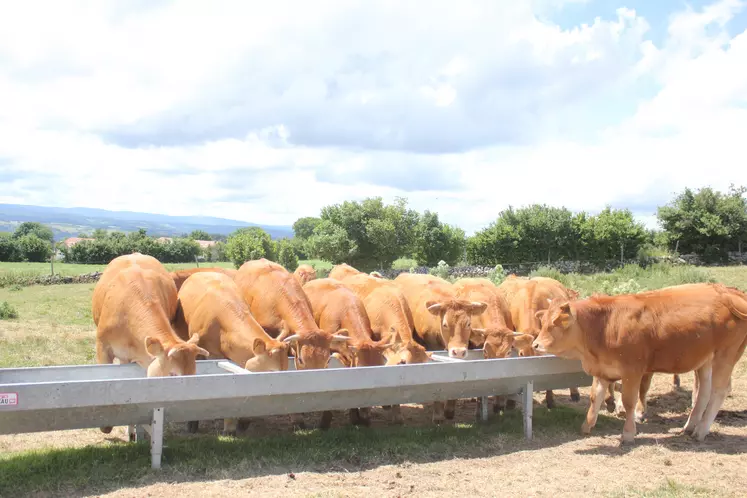 Bovins qui boivent à la pâture.