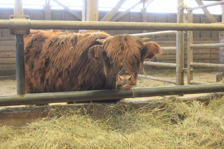 Vache Highland au Gaec Salers et Bol d'Air au Mazet St Voy