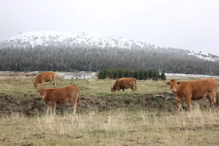 Broutards au pâturage sur le secteur du Mézenc.