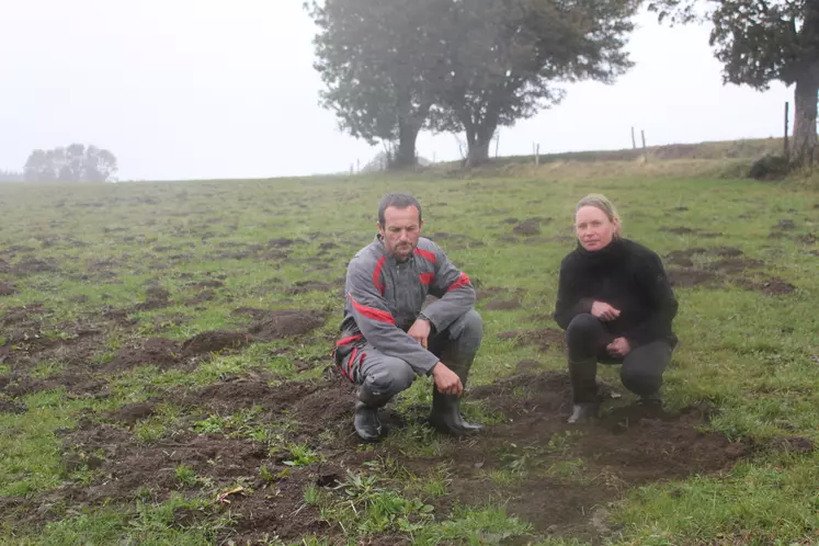 Dégâts de campagnols sur prairie à St Front chez Joël et Fabienne Demars.