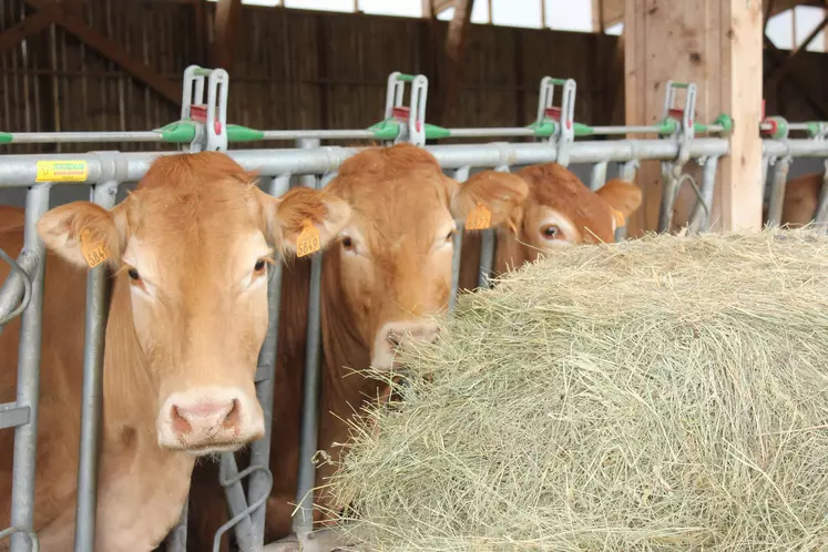 Génisses limousines mangeant du foin au cornadis.