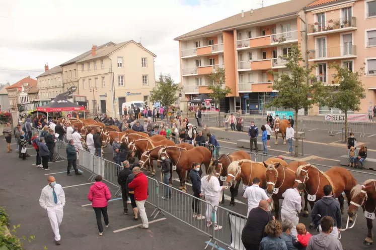 Le concours départemental des chevaux lourds à Yssingeaux le 28 août 2021.
