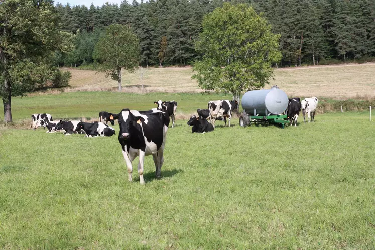 Prim Holstein au pré