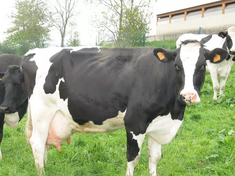 Prim'Holstein