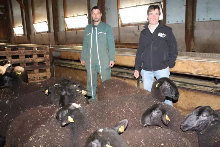 Le 13 décembre, il restait 150 agnelles disponibles à la vente 
dans les trois élevages sélectionneurs.