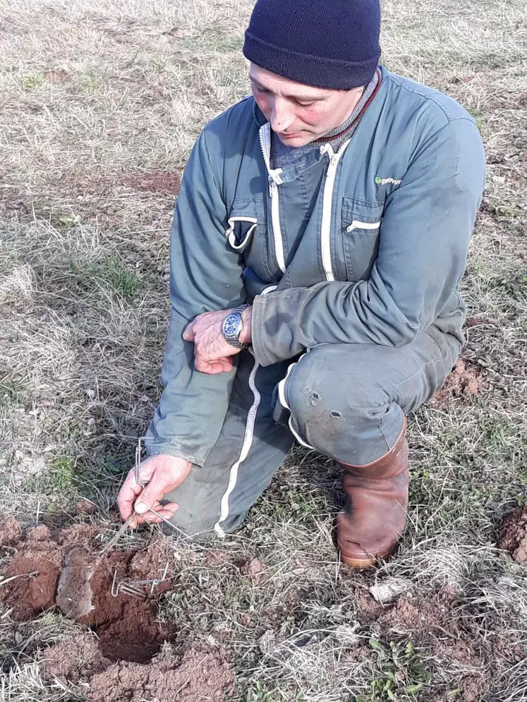 Régulièrement Franck Chazallon pose des pièges sur ses parcelles ; ainsi en quelques semaines, il réussit à prendre une cinquantaine de rats taupiers.