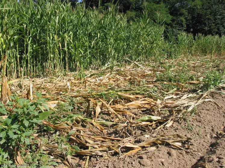 Les premiers dégâts sur maïs sont déjà apparus. Les agriculteurs ne veulent plus voir ça.