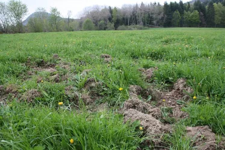 Trop c’est trop… Selon la fédération de chasse, le coût des dégâts avoisinent les 300 000 €.