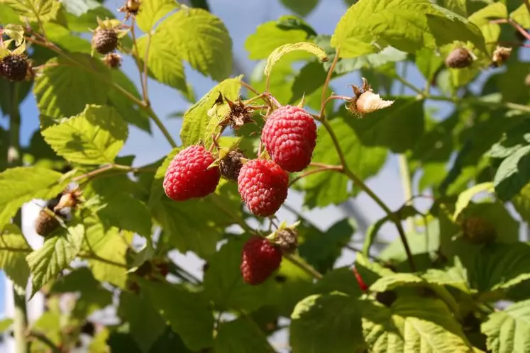 L’AVFF est ouverte à tous les producteurs indépendants ou rassemblés en organisation de producteurs ainsi qu’aux expéditeurs.