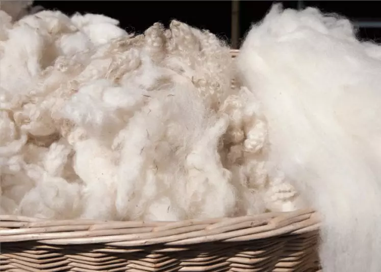 Avant d’obtenir une belle laine bien propre et bien blanche, il faut procéder au lavage, une étape longue, difficile, onéreuse et gourmande 
en eau et en énergie.