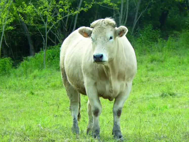 Une démarcation pour les génisses et jeunes vaches de races à viande ou croisées.