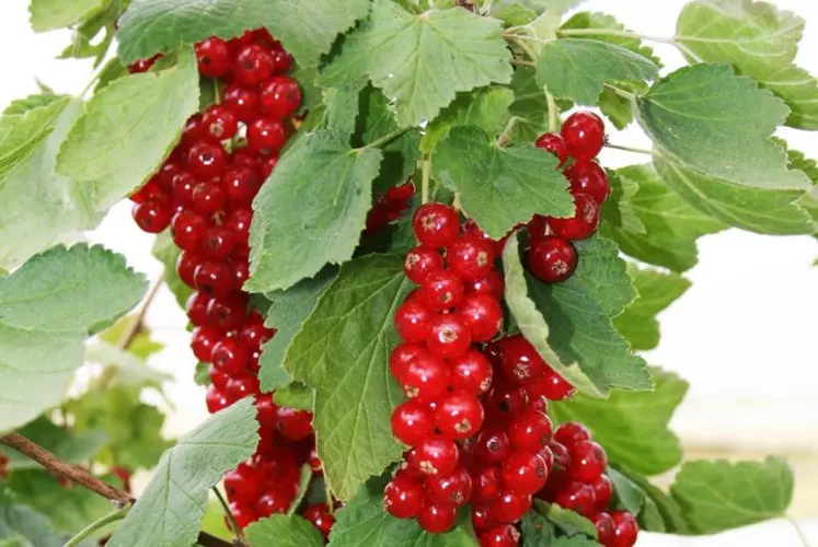 Avec plus de 1000 tonnes de fruits commercialisés en 2015, la production de fruits rouges des Monts du Velay du GIE se porte bien.