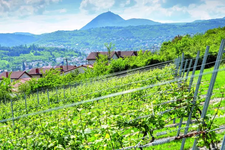 Les terroirs volcaniques confèrent une typicité très marquée aux vins, reconnue à l’International.