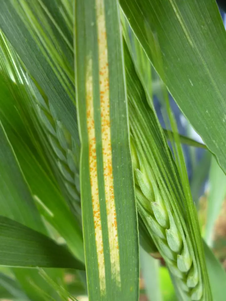 En Triticale, la campagne a été marquée par une attaque précoce et généralisée de rouille jaune à toute altitude.