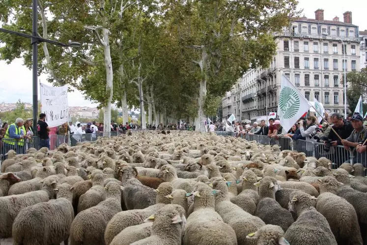 Lundi 9 octobre, entre 1000 et 1500 éleveurs sont venus manifester dans les rues de Lyon pour dénoncer les attaques de loups dans les alpages.