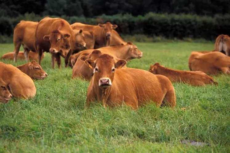 Le revenus des auvergnats, en bovins viande ou lait, ou en ovins, flirtent avec les 10 000 € par an.