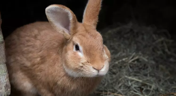 Un lapin dans sa cage.