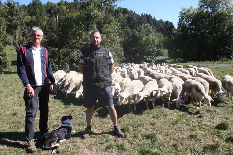 Ici en compagnie de Maurice Imbert, Jérôme Ambert élève 300 brebis sur 70 ha et commercialise ses agneaux  au marché de Saugues.