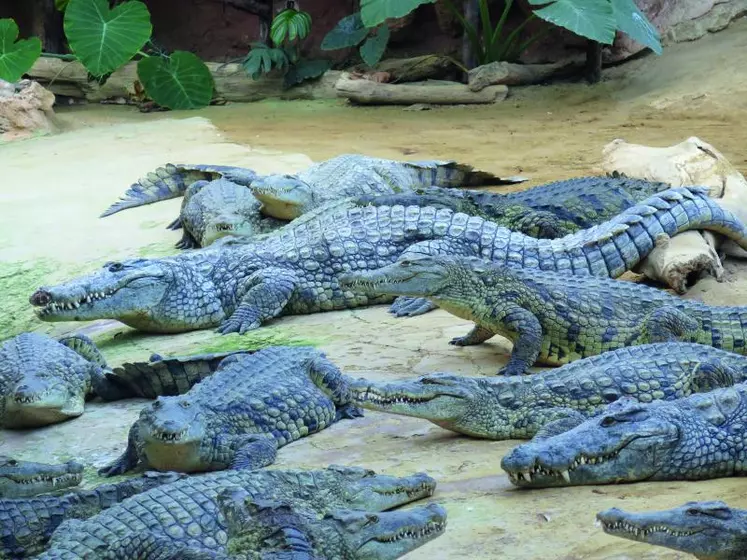 Les crocodiles du Nil sont nourris deux fois par semaine en période estivale, avec des poulets faisandés.