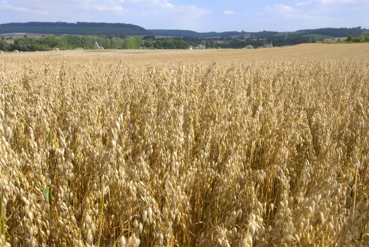 Les céréaliers crient "au scandale".