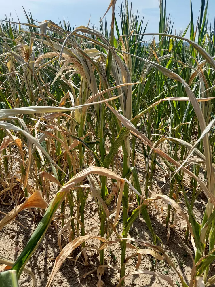 Maïs à floraison impacté par la sécheresse.