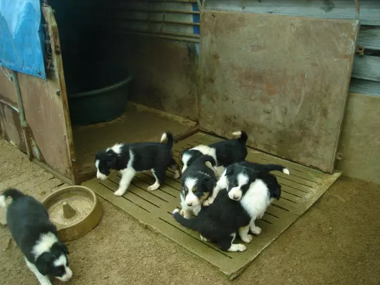 De nouvelles obligations encadrent la vente de chiots ou chatons.