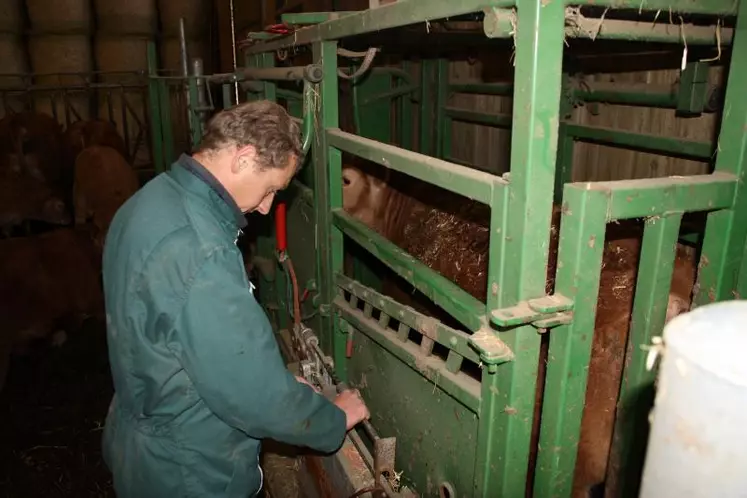 Pesée d'un veau par un technicien