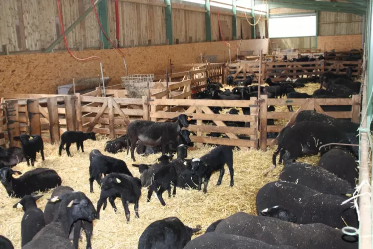 La bergerie d’agnelage est divisée en 8 lots.
