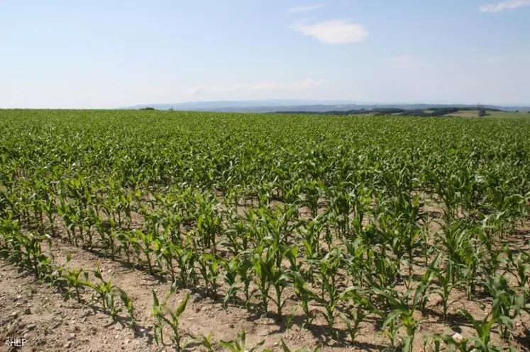 Le maïs fourrage représente désormais pour bien des éleveurs une source de rentabilité et de sérénité surtout lorsque les conditions 
climatiques pénalisent durement les prairies.
