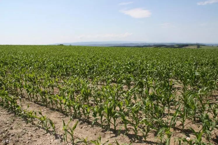 Le maïs fourrage représente désormais pour bien des éleveurs une source de rentabilité et de sérénité surtout lorsque les conditions
climatiques pénalisent durement les prairies.