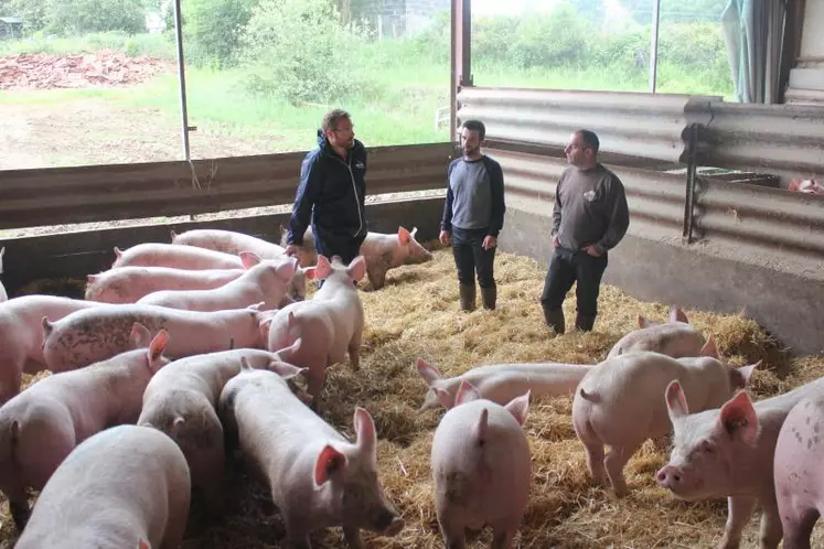 Des éleveurs fiers de leurs animaux, et des porcs sur paille heureux.