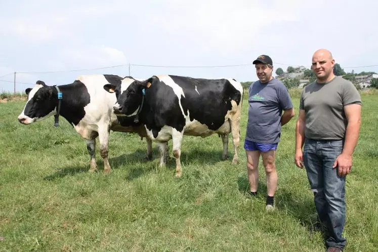 L’éleveur Robert Faure et l’inséminateur Julien Marquet à côté de deux vaches équipées d’un collier.