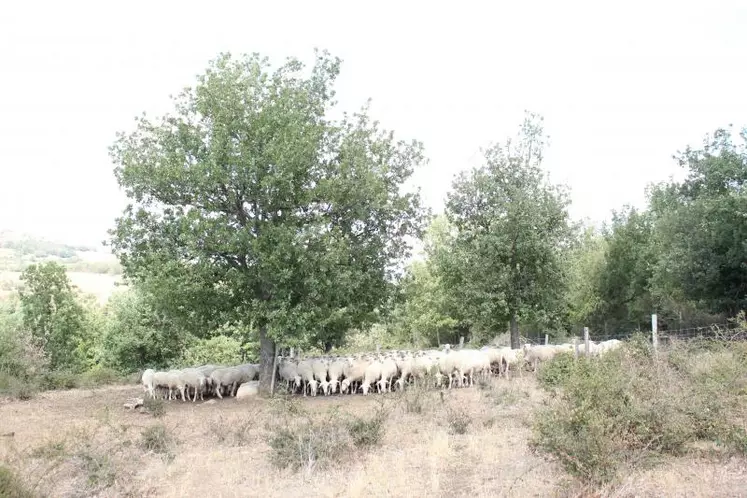 Les brebis pâturent dans les sous bois dans les pentes peu productives au bord de l’Allagnon.