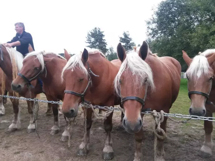 Une belle journée de concours pour les éleveurs de chevaux lourds du département.