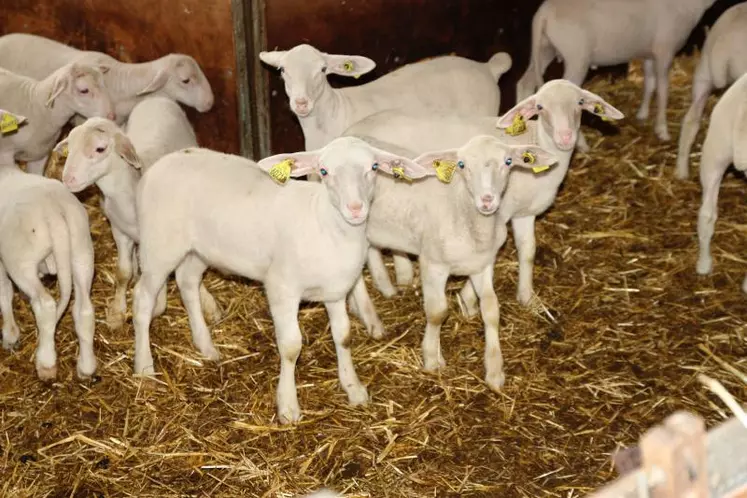 Aujourd’hui, 
43 éleveurs de l’APIV Auvergne sont engagés dans la démarche de qualité «Agneau Laiton Label Rouge», et produisent quelques 18 000 agneaux par an.