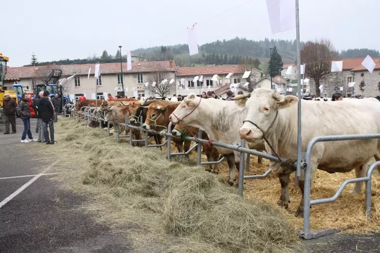 Les Limousines, Aubracs et Charolaises du secteur étaient aussi de la fête.