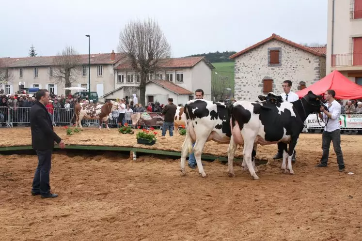 Mathieu Cornayre, le juge des Prim’Holstein, en plein travail.