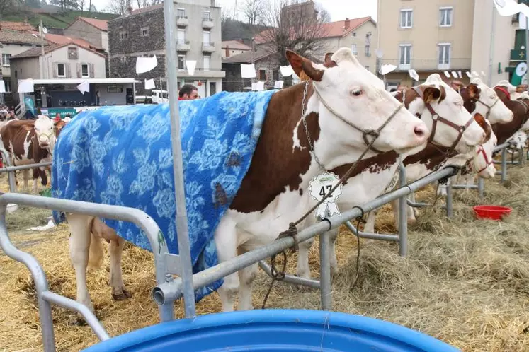 Pas de soleil et à peine 8°C en plein après-midi, certaines vaches étaient ornées d’une couverture chaude...