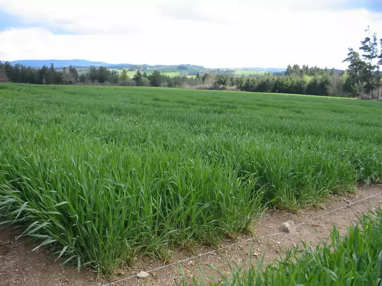 Une parcelle de triticale sur la plateforme d’essais à Sauvessanges.