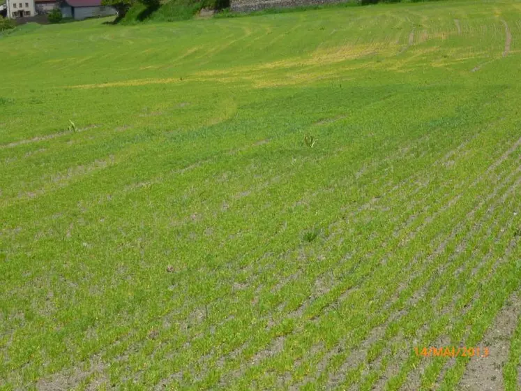 Une parcelle de Lentille Verte du Puy à Beaulieu.