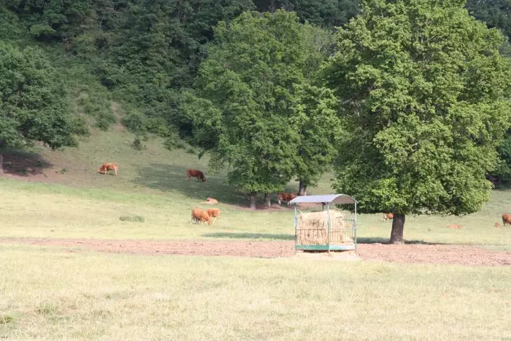 Au pâturage les animaux reçoivent un complément en foin.