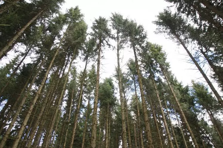 Les propriétaires forestiers auvergnats restent très attachés à leur forêt.