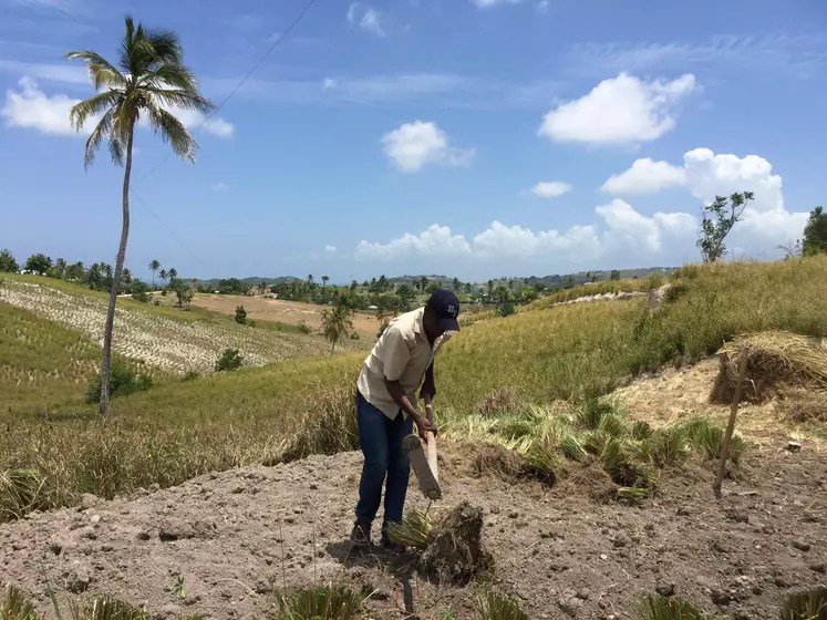 Les familles paysannes de Haïti vivent dans une précarité extrême.