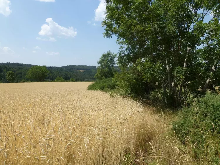 Champ de céréaes avec une haie