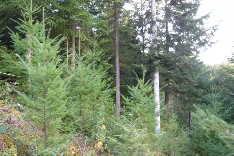 Forêt de résineux Haute-Loire