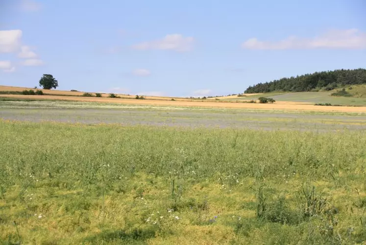 De manière générale, la culture des lentilles vertes est très influencée par les conditions météorologiques.